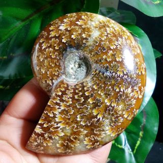 185g Ammonite Fossil Natural Mineral Specimens From Madagascar b18 6