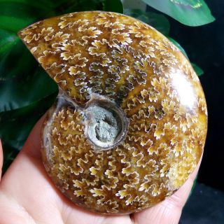 185g Ammonite Fossil Natural Mineral Specimens From Madagascar b18 7