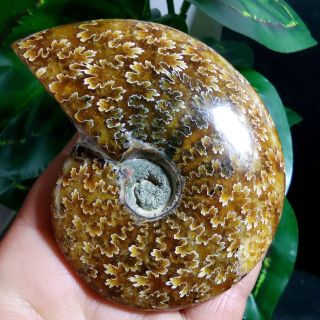 185g Ammonite Fossil Natural Mineral Specimens From Madagascar b18 8