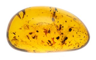 Burmese Amber Gemstone,  Fossil Insect Inclusion,  Swarm Of Diptera,  Big Piece