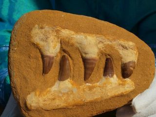 Mosasaur Dinosaur Jaw Section With Fossil Teeth 6.  25 " Inch