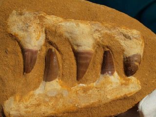 Mosasaur Dinosaur Jaw Section with Fossil Teeth 6.  25 