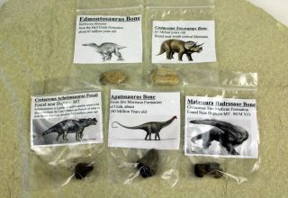 Individual Dinosaur Bones From 5 Species From Utah & Montana • 5 Bones Total
