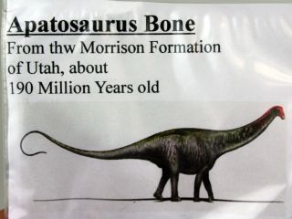 Individual Dinosaur Bones from 5 Species From Utah & Montana • 5 Bones Total 5