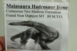 Individual Dinosaur Bones from 5 Species From Utah & Montana • 5 Bones Total 7