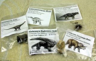Individual Dinosaur Bones from 5 Species From Utah & Montana • 5 Bones Total 8