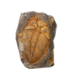 Trilobite Fossil Come From Western Hunan Of China 450 Million Years Ago