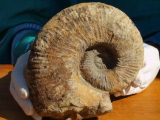 Huge Ammonite Fossil Sea Shell From Morocco