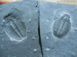 Trilobite Fossil Specimen Shale Book,  Elrathia Kingii,  Wheeler Shale,  Utah