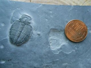 Trilobite Fossil Specimen shale book,  Elrathia Kingii,  Wheeler Shale,  Utah 2