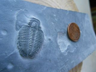 Trilobite Fossil Specimen shale book,  Elrathia Kingii,  Wheeler Shale,  Utah 3