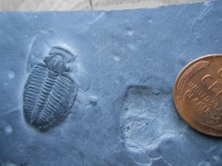 Trilobite Fossil Specimen shale book,  Elrathia Kingii,  Wheeler Shale,  Utah 4