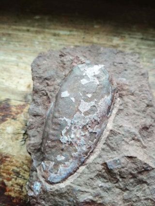 Rare Devonian Armored Agnatha Poraspis Sp,  Jawless Fish Fossils,  2