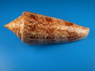 Conus Gloriamaris,  Pattern,  106.  1mm,  Philippines Shell