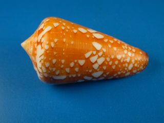 Conus Crocatus,  Striking Pattern,  54.  3mm,  Philippines Shell
