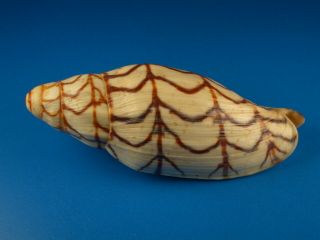Voluta (volutoconus) Bednalli,  Striking Pattern,  93.  9mm,  Australia Shell