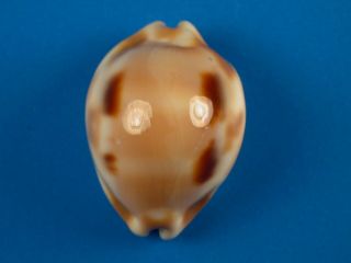 Cypraea Tessellata,  Spots,  30.  8mm,  Hawaii Shell