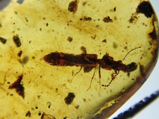 The Rove Beetle In Burmite Myanmar Burmese Amber Insect Fossil