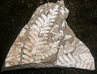 6×5 " Museum Quality,  Double Sided White Carboniferous St Clair Pa Fern Fossil