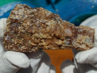 Large Therapod Dinosaur Bone Rare Agatized Fossil 3.  0 " Inches