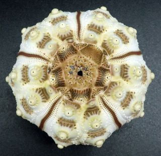 Acanthocidaris Maculicollis 43.  2 Mm Sea Urchin Balut Is
