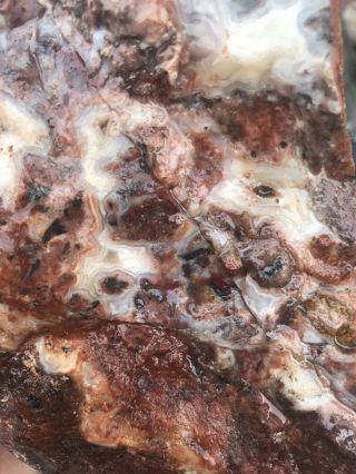 Crazy Lace Agate Rough 8lbs 7oz Slab Cab Jasper Banded Mexico Old Stock 3