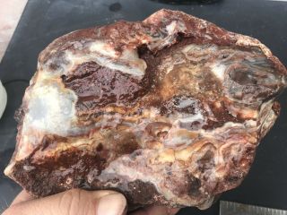 Crazy Lace Agate Rough 8lbs 7oz Slab Cab Jasper Banded Mexico Old Stock 4