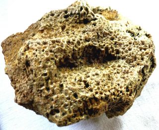 Unpolished Michigan Petoskey Stone - Hexagonaria - Coral Fossil - 8,  Pounds