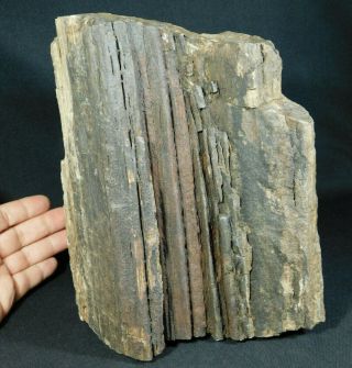 Perfect Bark A Huge 225 Million Year Old Petrified Wood Fossil Utah 9922gr E