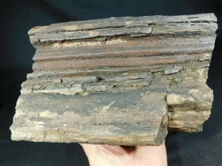 Perfect BARK A HUGE 225 Million Year Old Petrified Wood Fossil Utah 9922gr e 2