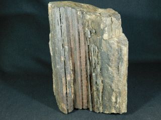 Perfect BARK A HUGE 225 Million Year Old Petrified Wood Fossil Utah 9922gr e 4