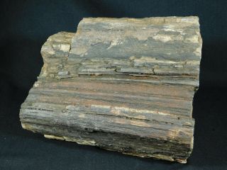 Perfect BARK A HUGE 225 Million Year Old Petrified Wood Fossil Utah 9922gr e 5