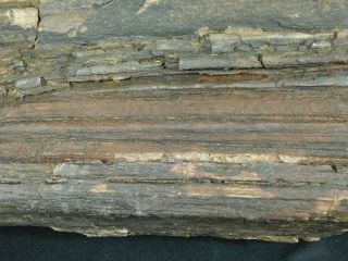 Perfect BARK A HUGE 225 Million Year Old Petrified Wood Fossil Utah 9922gr e 6