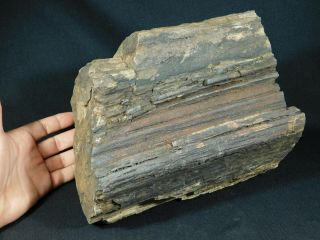 Perfect BARK A HUGE 225 Million Year Old Petrified Wood Fossil Utah 9922gr e 7