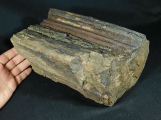 Perfect BARK A HUGE 225 Million Year Old Petrified Wood Fossil Utah 9922gr e 8