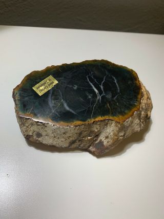 Petrified Wood Slab Polished Display Specimen From Zimbabwe