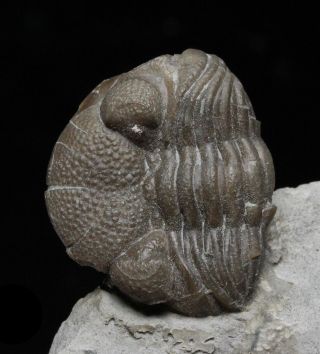 Ohio Trilobite,  Eldredgeops Crassituberculata,  Silica Shale,  Enrolled