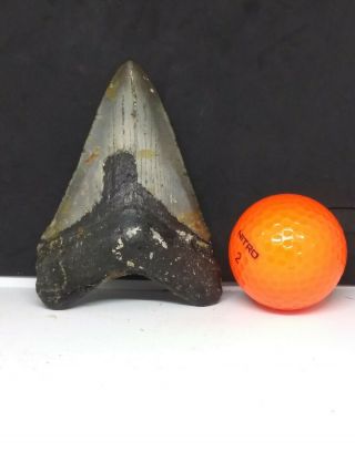 3.  84 " Megalodon Shark Tooth Fossil 100 Authentic