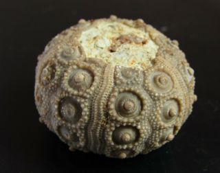 - Top - Urchin Fossil.  Nenoticidaris Mercieri.  Jurassic.  Morocco Nºcx3