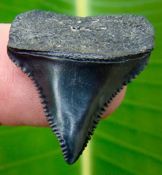 Great White Shark Tooth - Over 1 & 3/16 - Pathological - No Restorations
