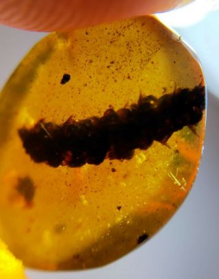 unique plant flower Burmite Myanmar Burmese Amber insect fossil dinosaur age 2