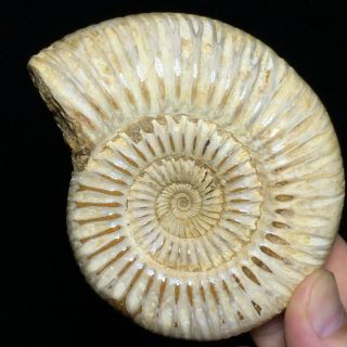 Natural Ammonite Nautilus Shell Jurrassic Fossil Specimen Madagascar 251g A71199