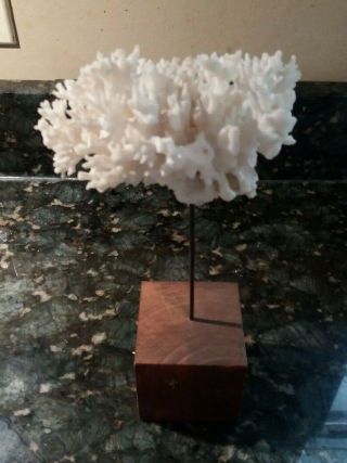 50 ' s 60 ' s Coral Specimen Natural Art in Wooden Display Base 3