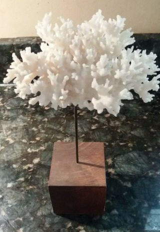 50 ' s 60 ' s Coral Specimen Natural Art in Wooden Display Base 6