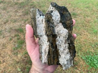 Opalized Texas Petrified Oak Wood Fossil Unpolished Treasure Gem