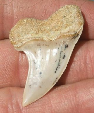 1 13/16 " Mako Shark Tooth Isurus Planus Bakersfield California Fossil Teeth