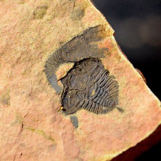 Fossils Trilobite Unknown,  Interest,  Cool D10