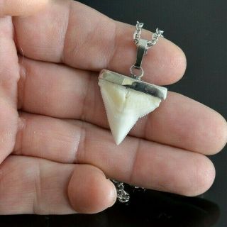 Modern Great White Shark Tooth Necklace Silver Cap & Stainless Steel Chain 2.  2mm