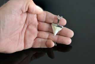 Modern Great White Shark Tooth Necklace Silver Cap & Stainless Steel Chain 2.  2mm 3