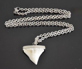 Modern Great White Shark Tooth Necklace Silver Cap & Stainless Steel Chain 2.  2mm 4